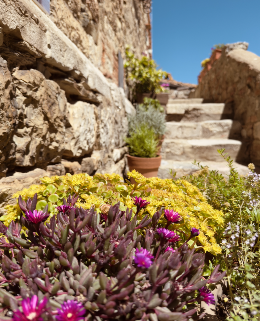 fiori a Suvereto - borgo poco conosciuto della Toscana